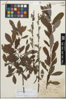 Foto von Salix mauternensis A. Kern.